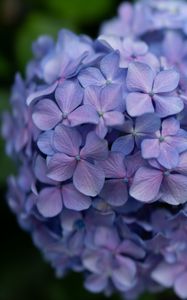 Preview wallpaper lilac, flowers, inflorescence, flowering, plant
