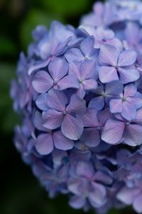 Preview wallpaper lilac, flowers, inflorescence, flowering, plant