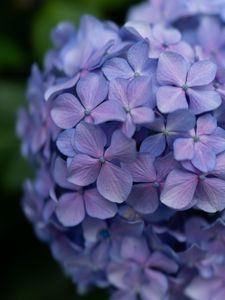 Preview wallpaper lilac, flowers, inflorescence, flowering, plant