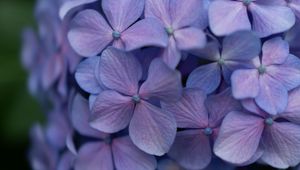 Preview wallpaper lilac, flowers, inflorescence, flowering, plant