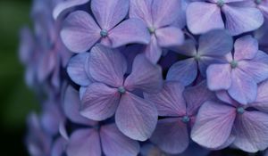 Preview wallpaper lilac, flowers, inflorescence, flowering, plant