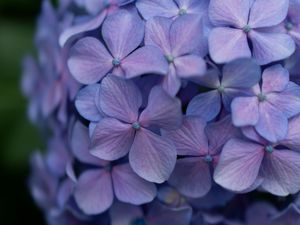 Preview wallpaper lilac, flowers, inflorescence, flowering, plant