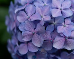 Preview wallpaper lilac, flowers, inflorescence, flowering, plant