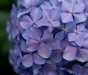 Preview wallpaper lilac, flowers, inflorescence, flowering, plant
