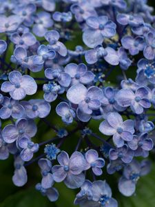 Preview wallpaper lilac, flowers, inflorescence, plant, bloom