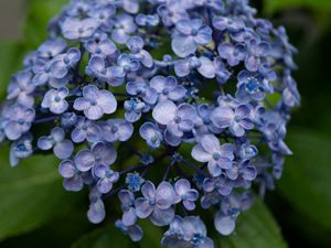 Preview wallpaper lilac, flowers, inflorescence, plant, bloom