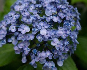 Preview wallpaper lilac, flowers, inflorescence, plant, bloom