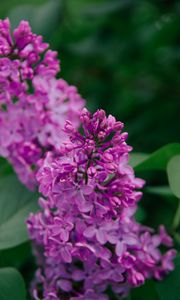 Preview wallpaper lilac, flowers, inflorescence, plant, flowering, purple