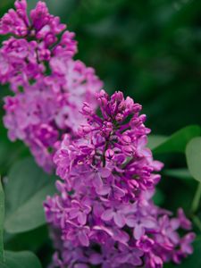 Preview wallpaper lilac, flowers, inflorescence, plant, flowering, purple