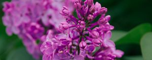 Preview wallpaper lilac, flowers, inflorescence, plant, flowering, purple