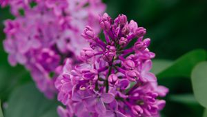 Preview wallpaper lilac, flowers, inflorescence, plant, flowering, purple