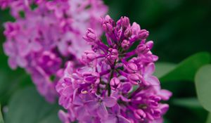 Preview wallpaper lilac, flowers, inflorescence, plant, flowering, purple