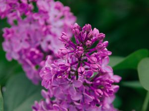 Preview wallpaper lilac, flowers, inflorescence, plant, flowering, purple