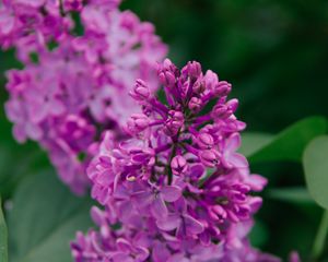 Preview wallpaper lilac, flowers, inflorescence, plant, flowering, purple