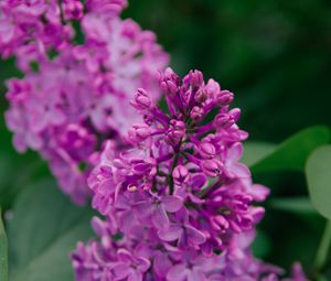 Preview wallpaper lilac, flowers, inflorescence, plant, flowering, purple