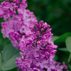 Preview wallpaper lilac, flowers, inflorescence, plant, flowering, purple