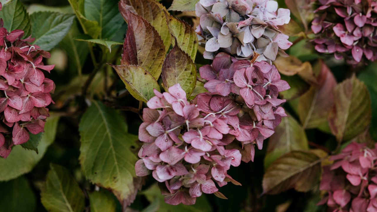 Wallpaper lilac, flowers, inflorescences, purple, macro