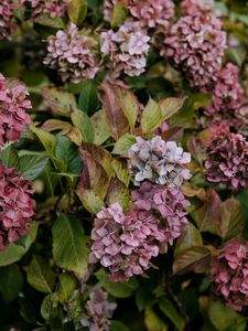 Preview wallpaper lilac, flowers, inflorescences, purple, macro