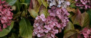 Preview wallpaper lilac, flowers, inflorescences, purple, macro