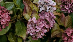 Preview wallpaper lilac, flowers, inflorescences, purple, macro