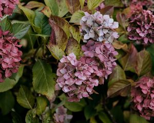 Preview wallpaper lilac, flowers, inflorescences, purple, macro