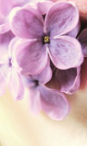 Preview wallpaper lilac, flowers, lips