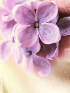 Preview wallpaper lilac, flowers, lips