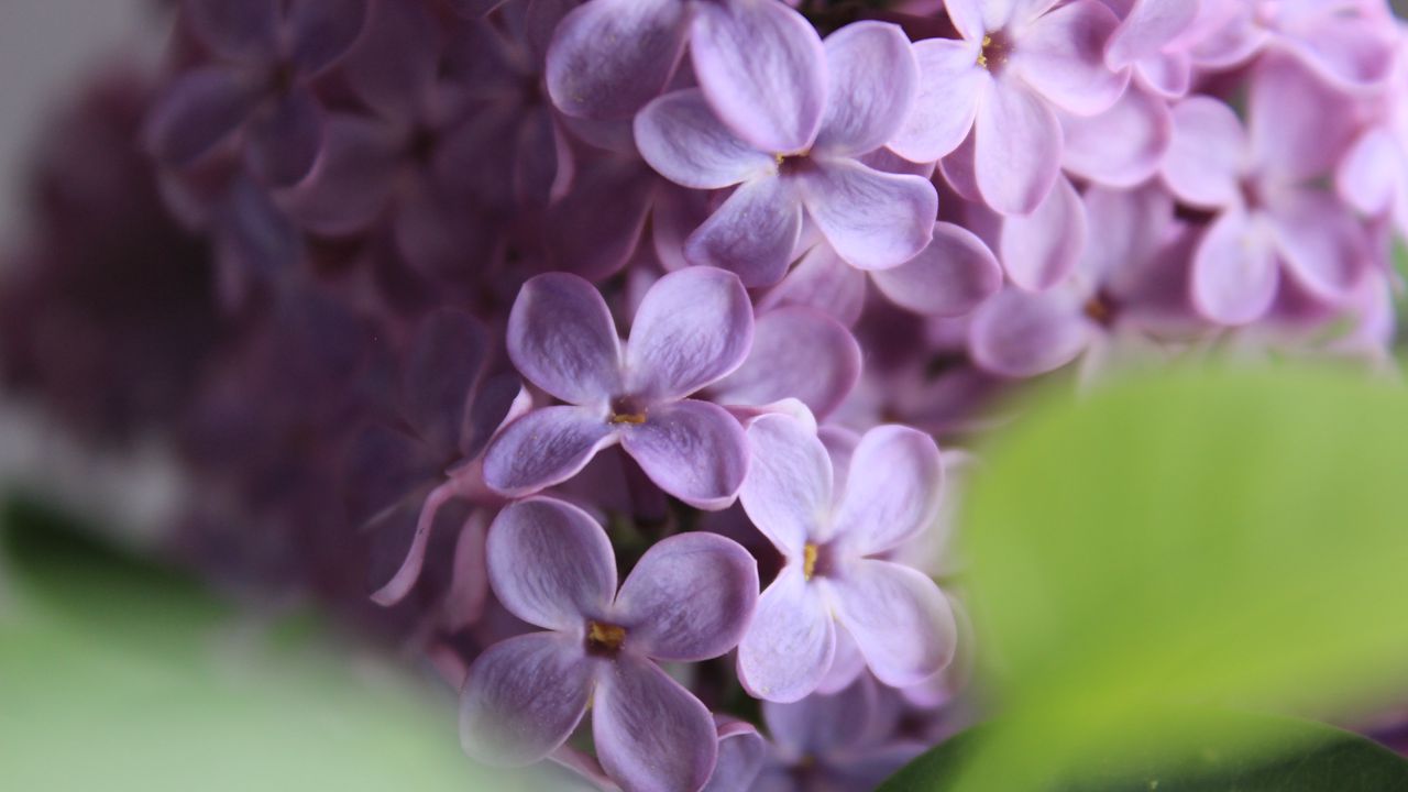 Wallpaper lilac, flowers, macro