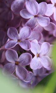 Preview wallpaper lilac, flowers, macro