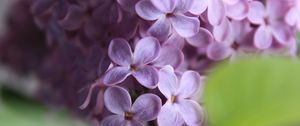 Preview wallpaper lilac, flowers, macro