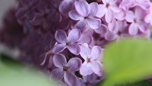 Preview wallpaper lilac, flowers, macro