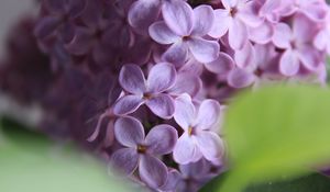 Preview wallpaper lilac, flowers, macro