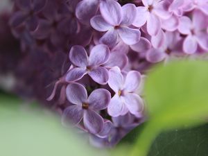 Preview wallpaper lilac, flowers, macro