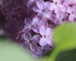 Preview wallpaper lilac, flowers, macro