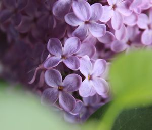 Preview wallpaper lilac, flowers, macro