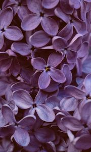 Preview wallpaper lilac, flowers, macro, bloom, purple