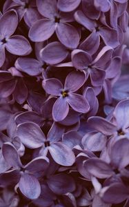 Preview wallpaper lilac, flowers, macro, bloom, purple