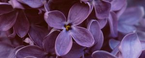 Preview wallpaper lilac, flowers, macro, bloom, purple