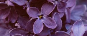 Preview wallpaper lilac, flowers, macro, bloom, purple