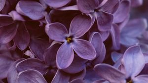 Preview wallpaper lilac, flowers, macro, bloom, purple