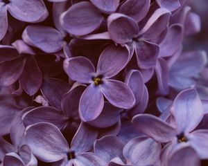 Preview wallpaper lilac, flowers, macro, bloom, purple