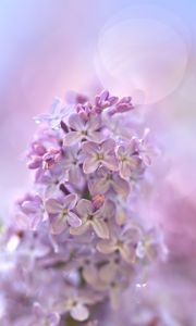Preview wallpaper lilac, flowers, macro, purple, delicate