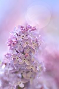 Preview wallpaper lilac, flowers, macro, purple, delicate