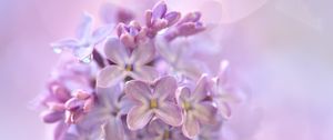 Preview wallpaper lilac, flowers, macro, purple, delicate