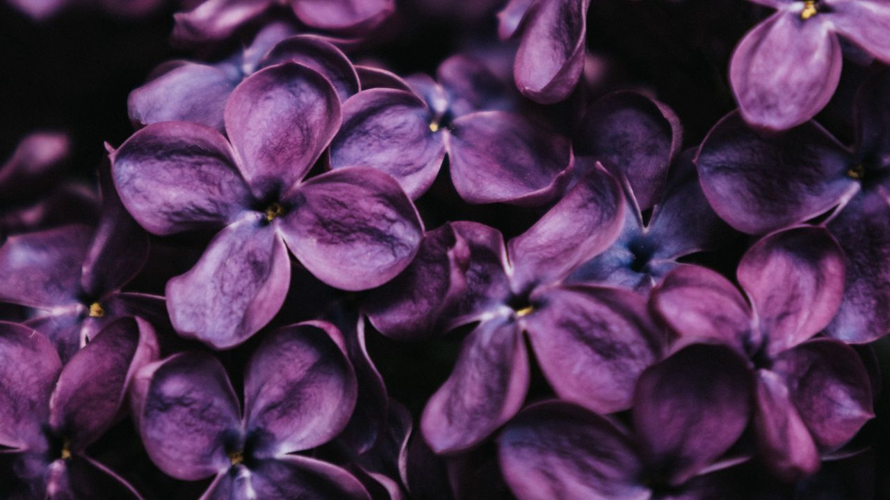 Wallpaper lilac, flowers, macro, purple