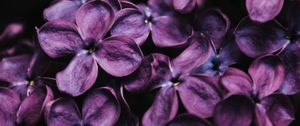 Preview wallpaper lilac, flowers, macro, purple