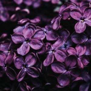 Preview wallpaper lilac, flowers, macro, purple