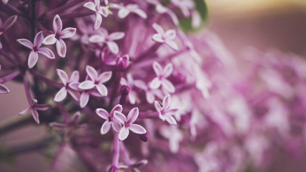 Wallpaper lilac, flowers, macro, spring, purple
