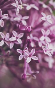Preview wallpaper lilac, flowers, macro, spring, purple