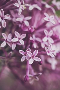 Preview wallpaper lilac, flowers, macro, spring, purple
